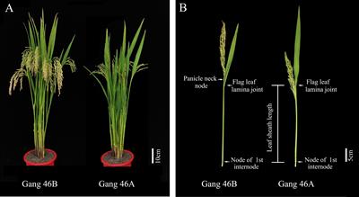 A new allele PEL9GG identified by genome-wide association study increases panicle elongation length in rice (Oryza sativa L.)